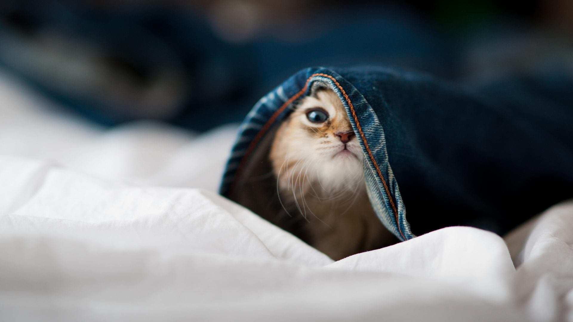 战术教科书!格列兹曼大师级演出映衬阿森纳青春风暴,枪手三球完胜皇马敲响时代强音